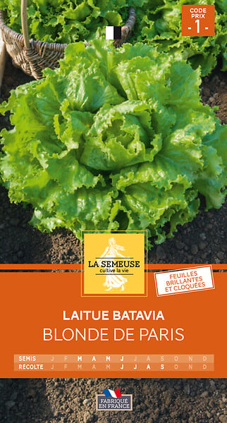 Laitue Batavia Blonde De Paris Bricomarch