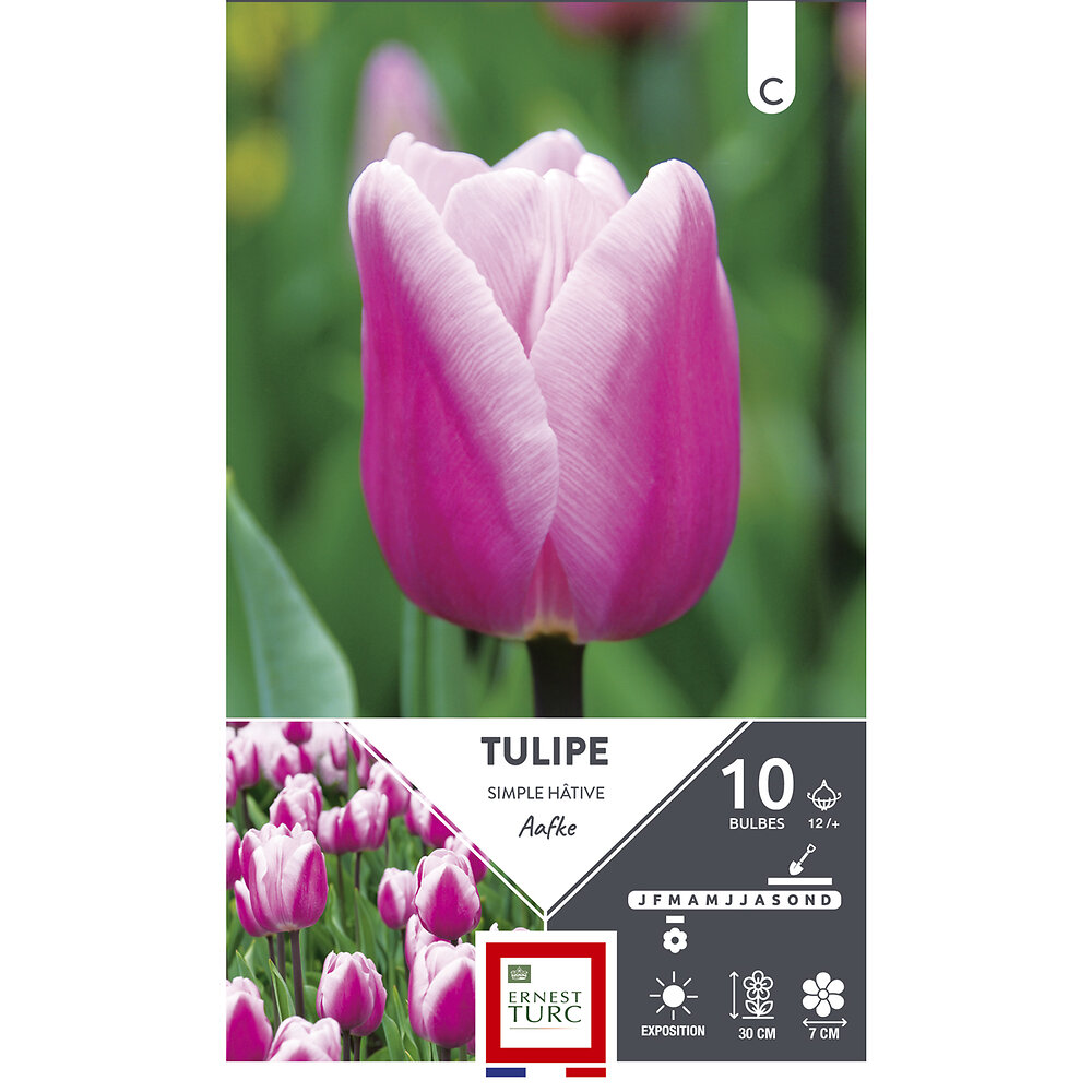 ET AUT N - Bulbes tulipe simple hâtive aafke rose bordé clair 12/+ x10 - large