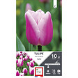 ET AUT N - Bulbes tulipe simple hâtive aafke rose bordé clair 12/+ x10 - vignette