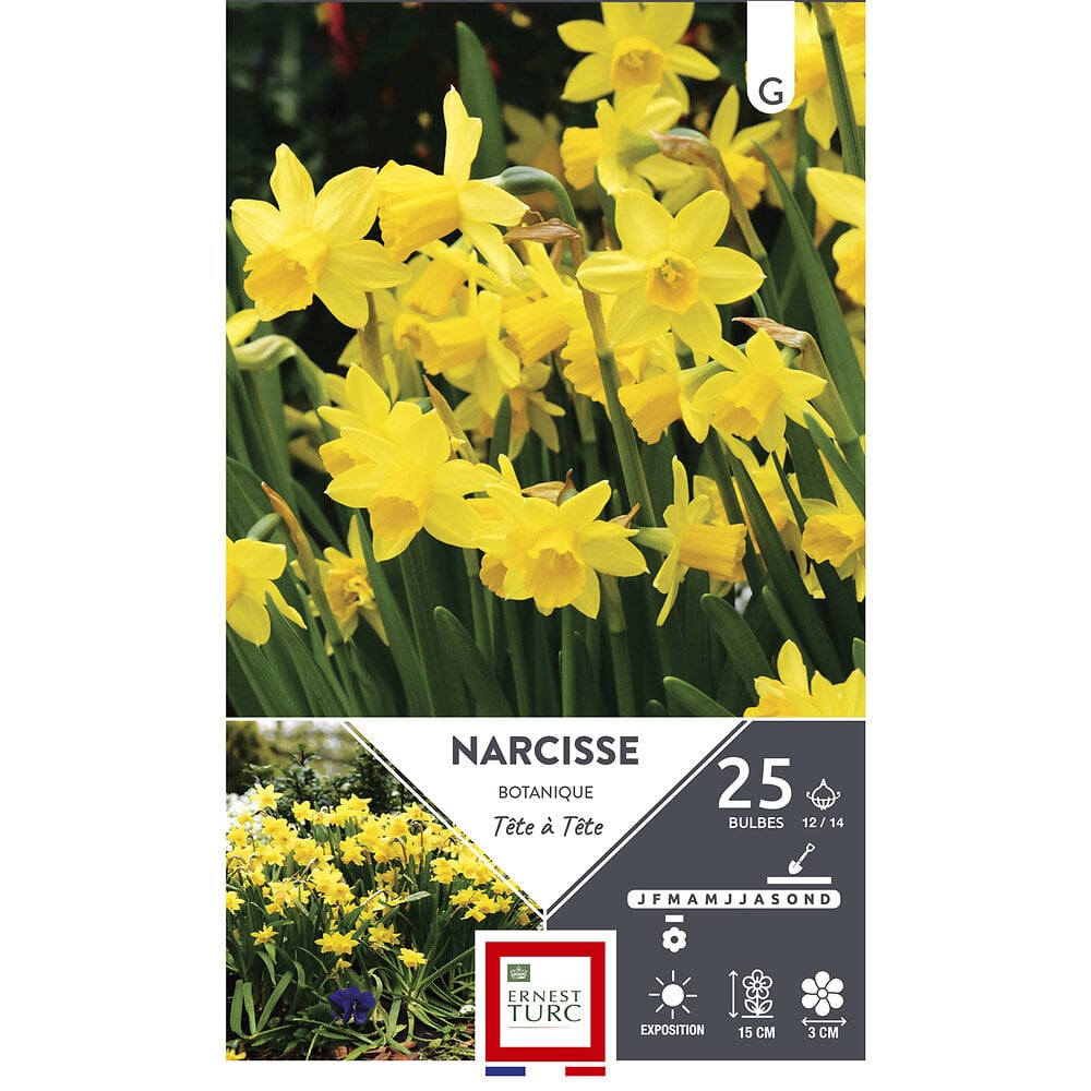 ET AUT N - Bulbes narcisse botanique tete à tete jaune d'or 12/14 x25 - large