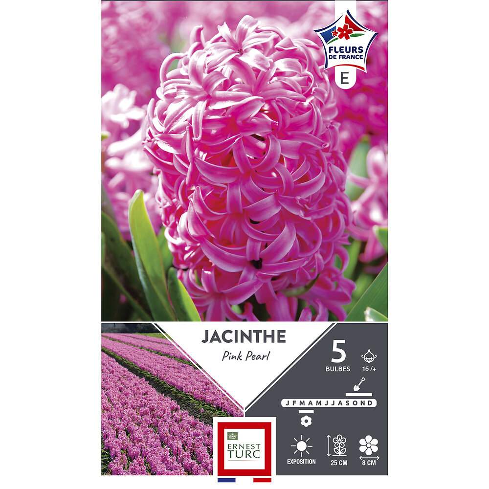 Bulbes Jacinthe pink pearl rose 15/+ x5 fdf | Bricomarché