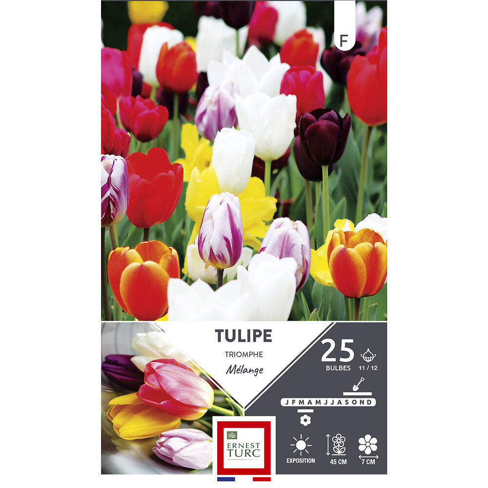 ET AUT N - Bulbes tulipe triomphe variées 11/12 x25 - large