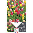 ET AUT N - Bulbes tulipe simple tardive variées 11/12 x25 - vignette