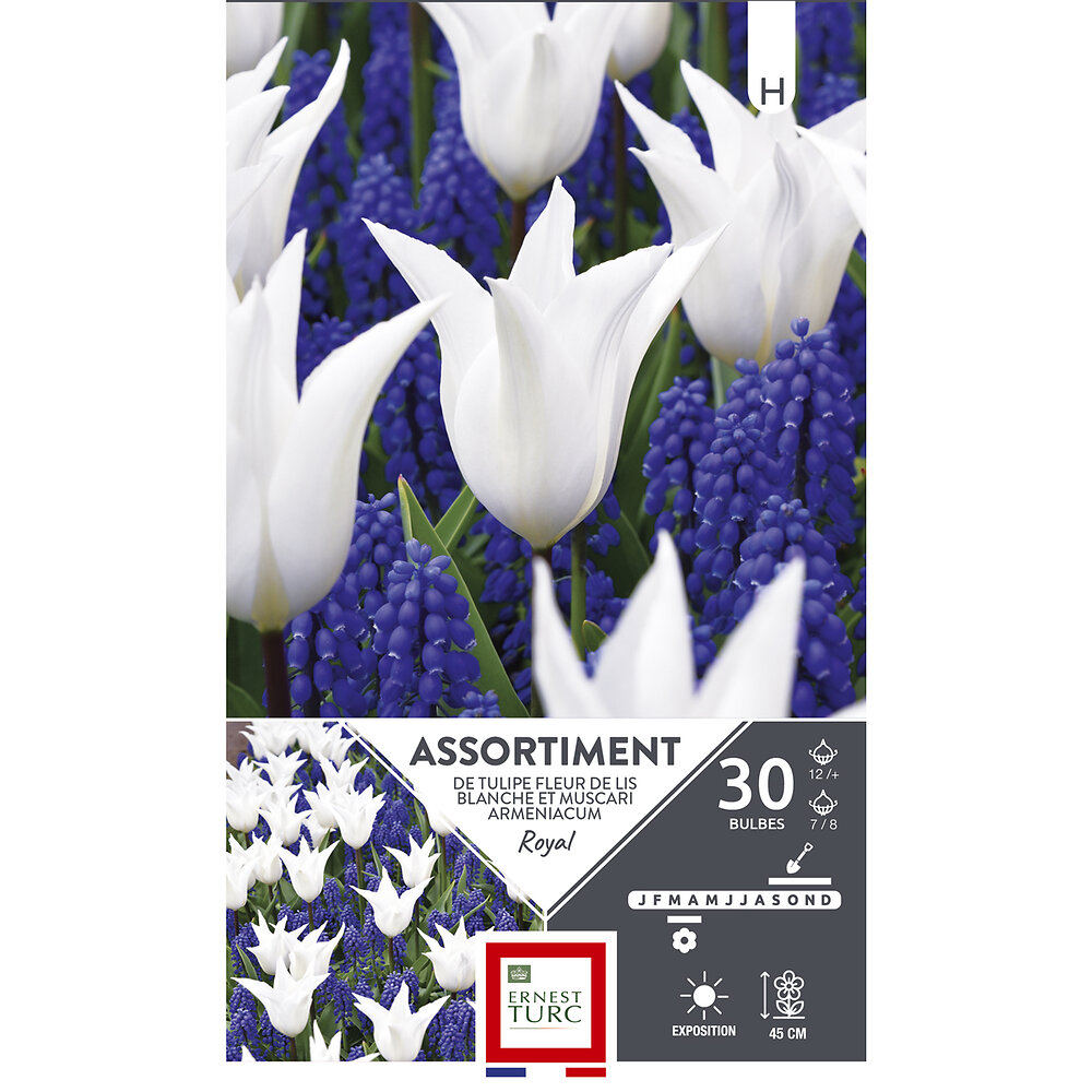 Assortiment bulbes tulipe fleur de lis blanche et muscari X30 | Bricomarché