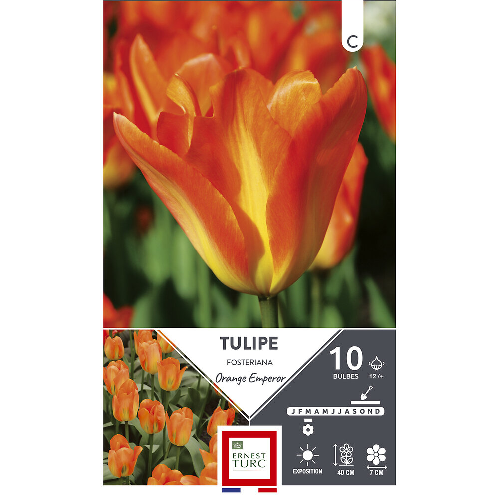 ET AUT N - Bulbes tulipe fosteriana orange emperor orange 12/+ x10 - large