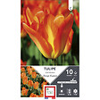 ET AUT N - Bulbes tulipe fosteriana orange emperor orange 12/+ x10 - vignette