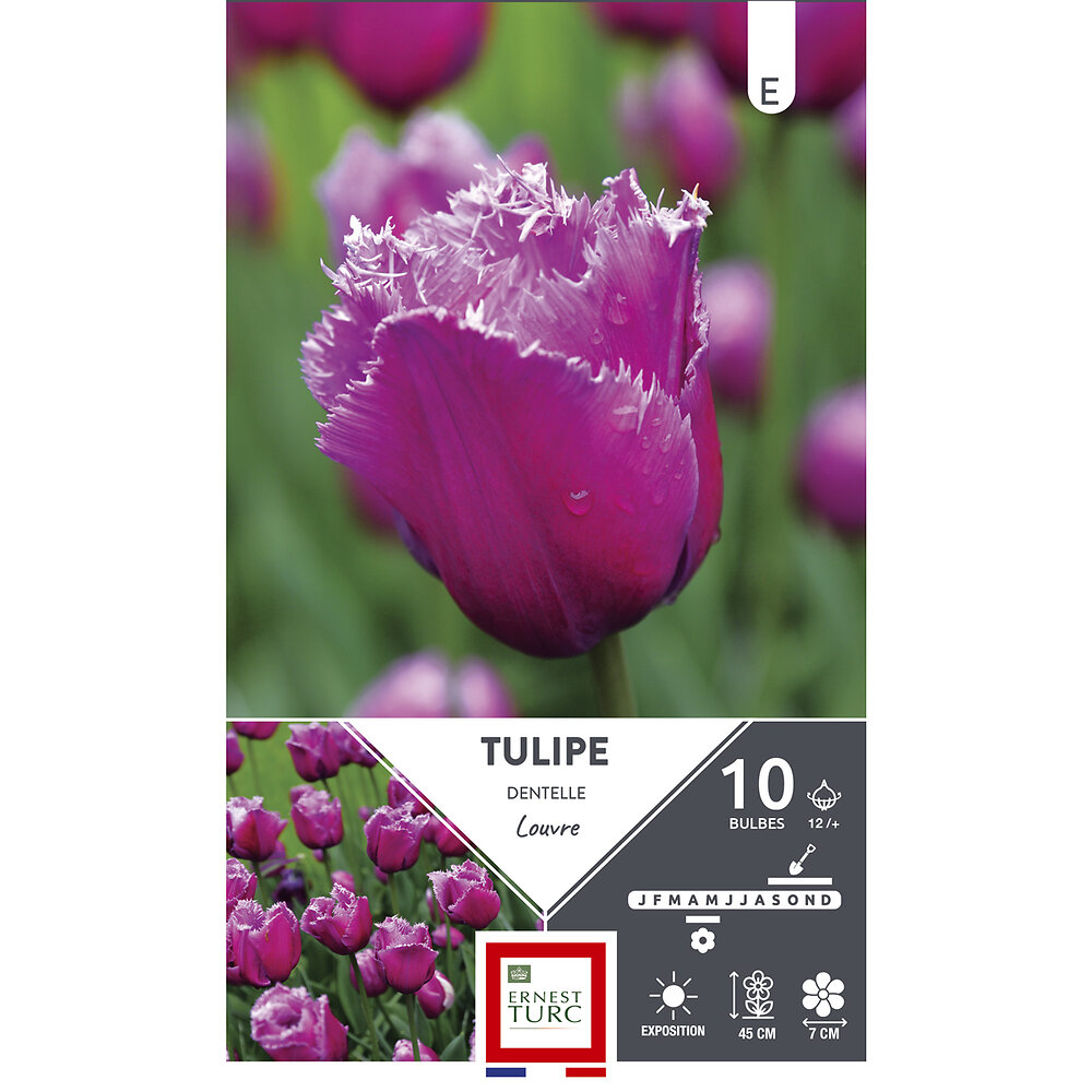 Bulbes Tulipe Dentelle Louvre Pourpre Ros X Bricomarch