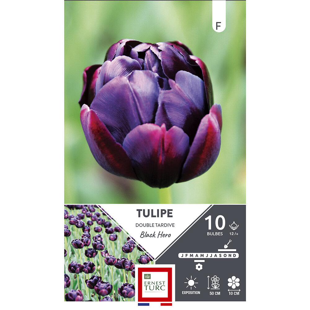 ET AUT N - Bulbes tulipe double tardive black hero grenat sombre 12/+ x10 - large