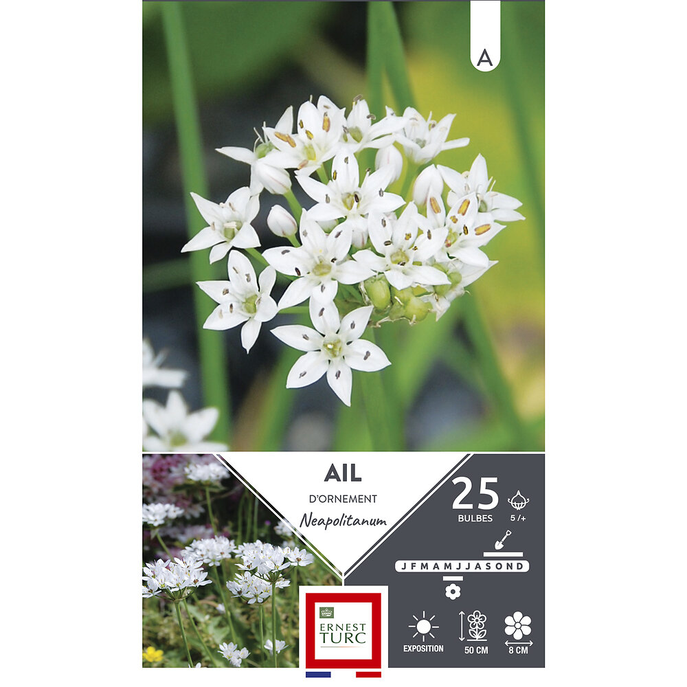 bulbes allium court neapolitanum blanc pur 5 x25 bricomarché