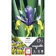 ET AUT N - Bulbes Iris hollandica miss saigon bleu et jaune 8/9 x25 - vignette