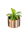 ATMOSPHERA - Plante verte artificielle Pot en céramique H 15 cm - vignette
