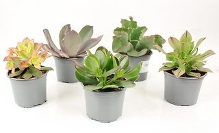 FLEURON - Succulentes variées - Pot de 10,5 cm - large