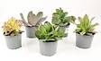 FLEURON - Succulentes variées - Pot de 10,5 cm - vignette