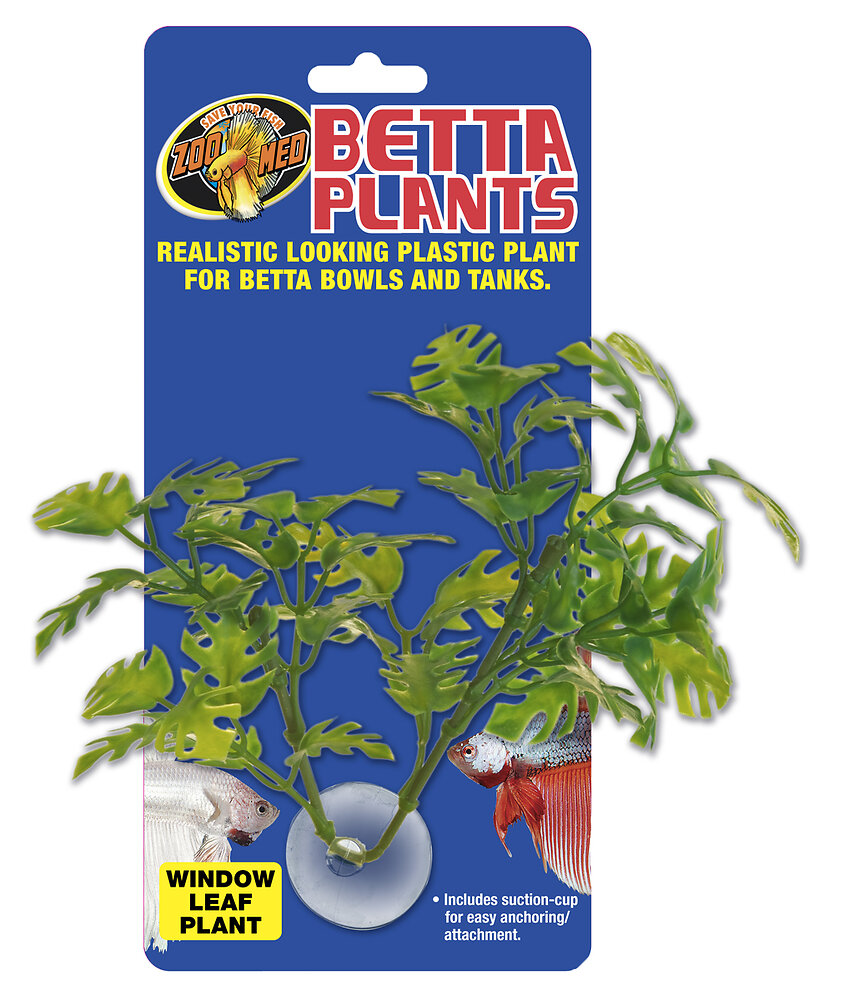 ZOOMED - Betta plant - window leaf bp25 - large