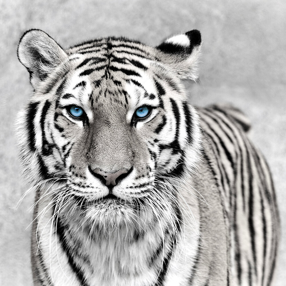 ARTIS - Toile 30x30cm tigre yeux bleu - large