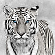 ARTIS - Toile 30x30cm tigre yeux bleu - vignette