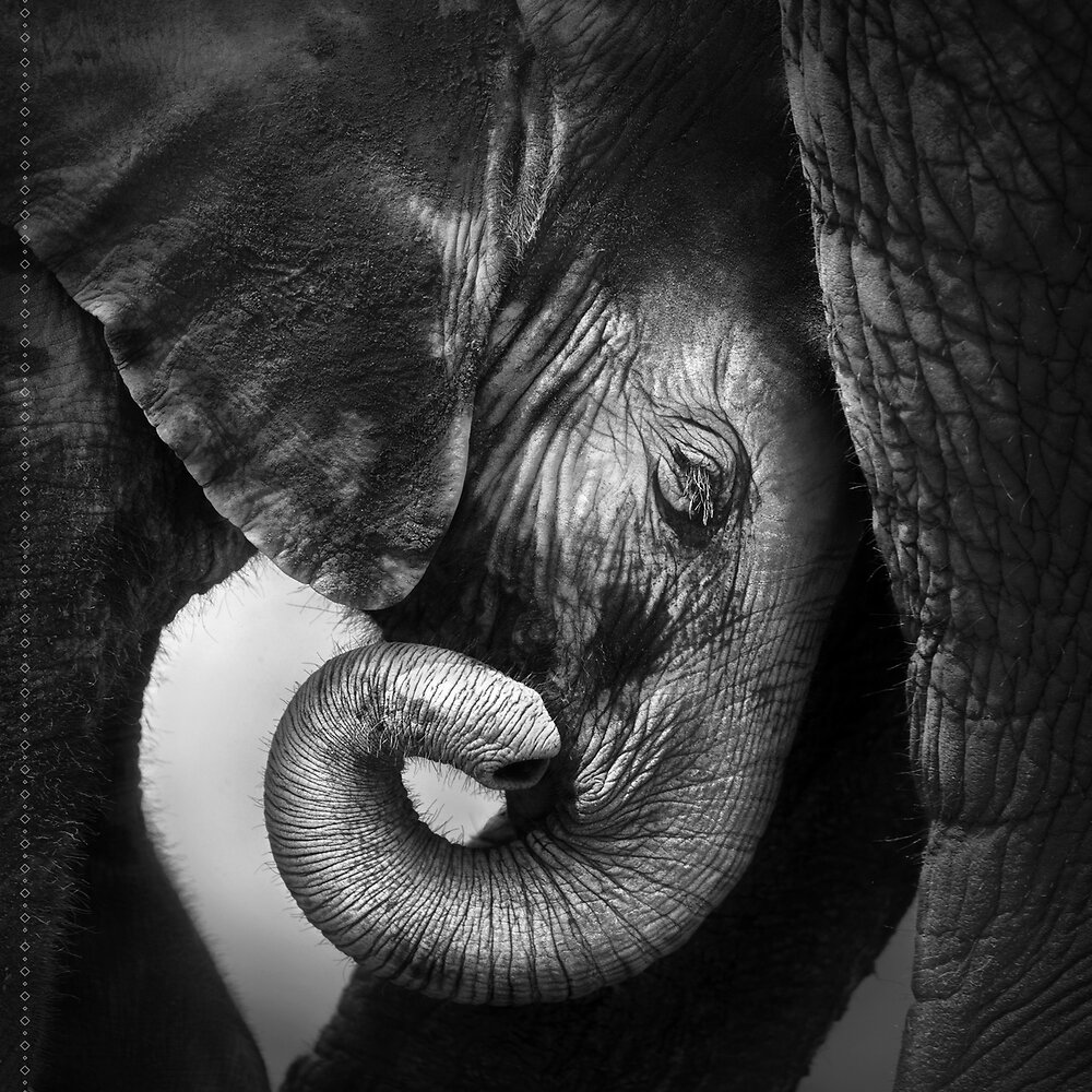 ARTIS - Toile imprimÃ©e 45x45 baby elephant - large