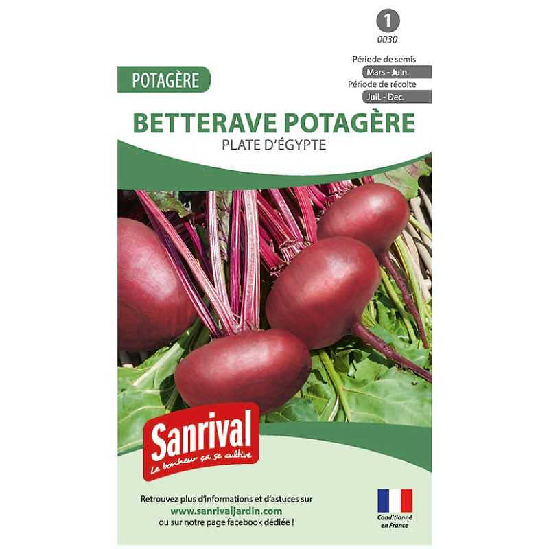 SANRIVAL - Betterave Rouge Plate d'Egypte - large