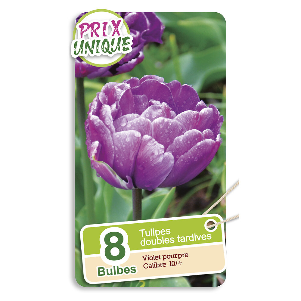 P UNIQUE - Tulipe double tardive violet pourpre - large