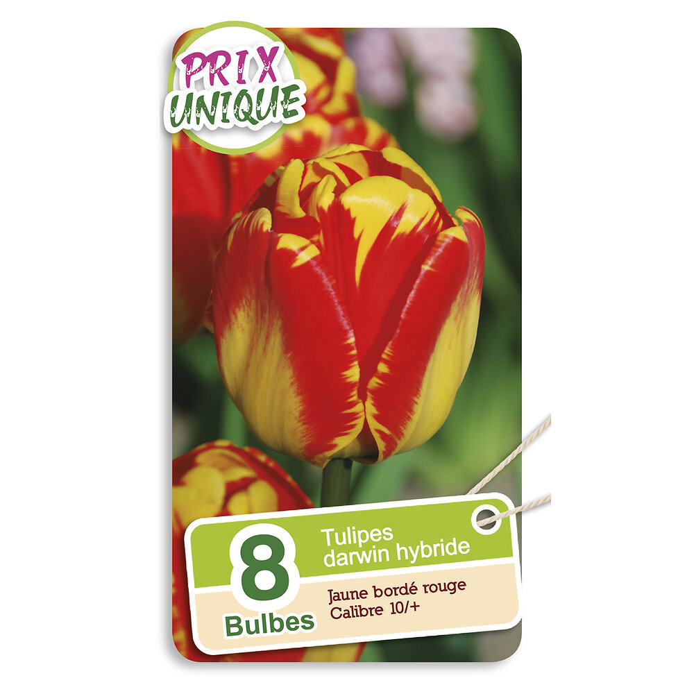 P UNIQUE - Tulipe darwin hybride jaune borde rouge - large