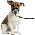 FLAMINGO PET PRODUCT - Harnais de dressage de tête museliere- noir XS - pour chien - vignette
