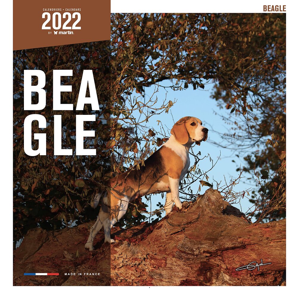 MARTIN - Calendrier - beagle - large