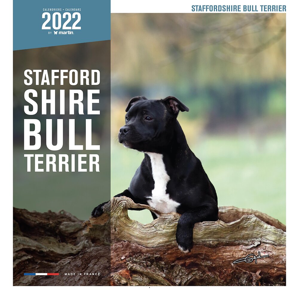 MARTIN - Calendrier - staffordshire bull terrier - large