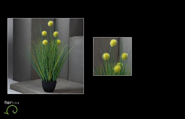 Graminee pompon h 56cm verte 2 tons | Bricomarché