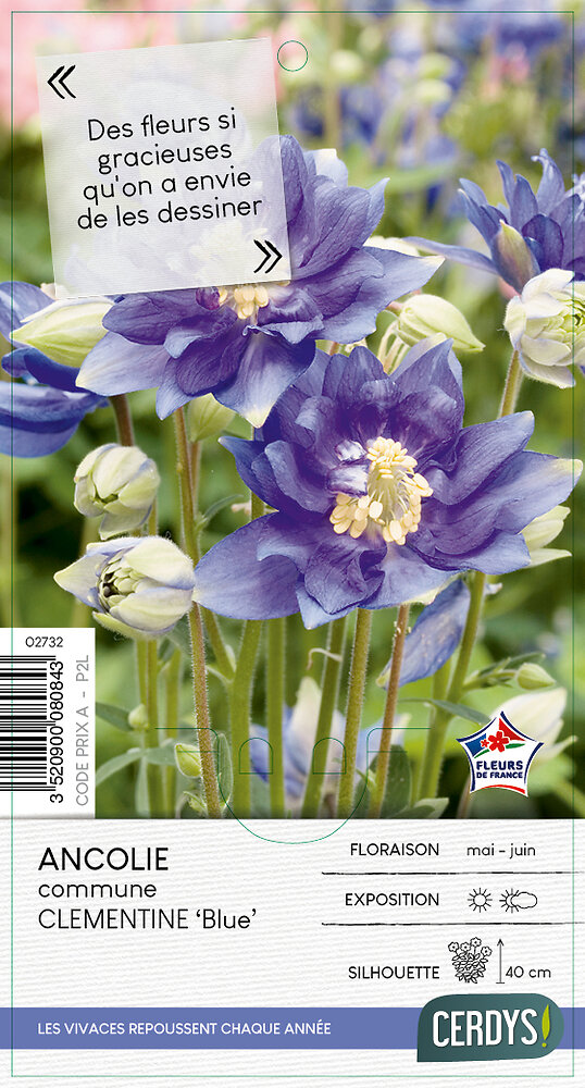 Ancolie Clementine Blue P2L