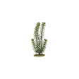 AQUA - AQUA Plantes artificielles Marina Anacharis 12,5 cm - Plastiques - Vertes - Pour aquarium - vignette