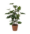 ATMOSPHERA - Plante artificielle Philodendron dans Pot en Terre cuite D. 42 x H. 65 cm - vignette