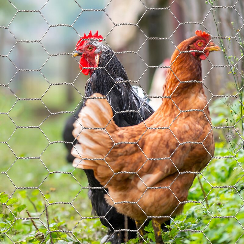 ID MARKET - Grillage pour poules 1x25M maille 25mm triple torsion clôture souple jardin animaux - large