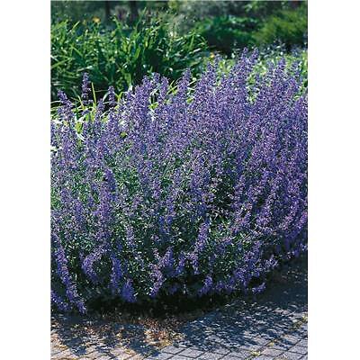 FABRE GRAINES - NEPETA FAASSENSII SIX HILL'S GIANT - large