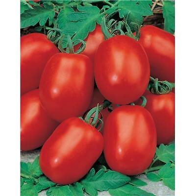 FABRE GRAINES - TOMATE ROMA VF - 1 G - large