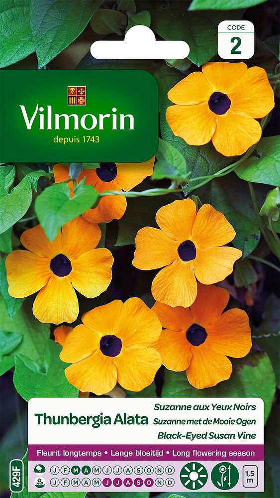 VILMORIN - Thunbergia alata - large