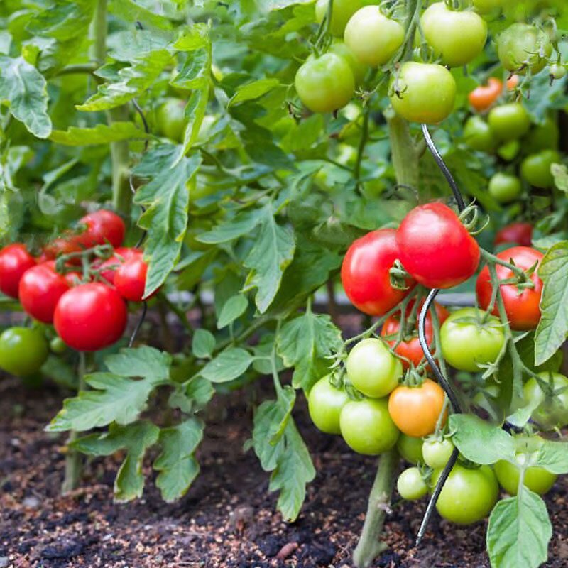 Lot De Tuteurs Spirales Pour Tomates En Acier Hauteur Cm Bricomarch