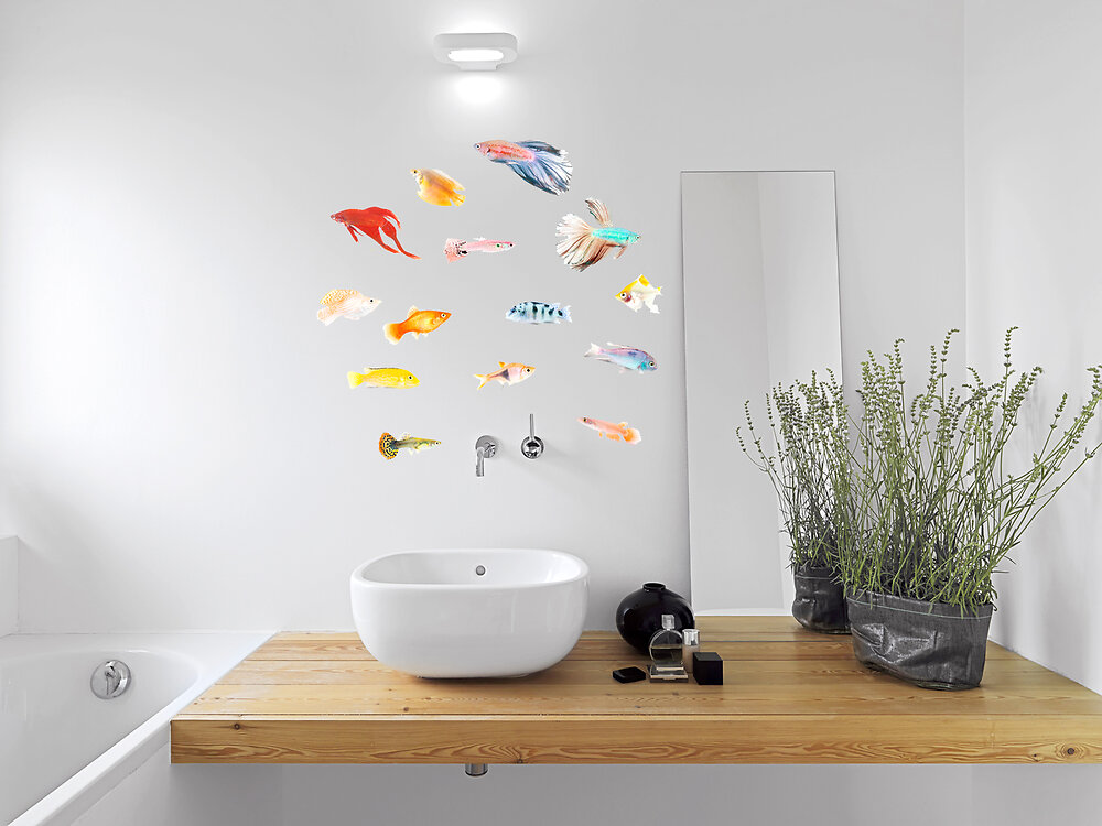 sticker autocollant aquarium poissons 30x21cm - décorations colorées & variées pour aquariums photo -
