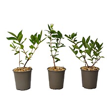 PLANT IN A BOX Lonicera kamtchatica - Set de 3 - Myrtille - Pot 9cm - Hauteu ...