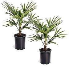 PLANT IN A BOX Trachycarpus Fortunei - Set de 2 - Palmier éventail - Pot 15c ...