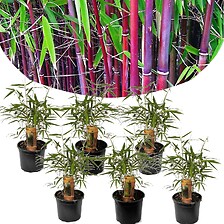 PLANT IN A BOX Fargesia Asian - Set de 6 - Bambou non croissant - Pot 13cm - ...