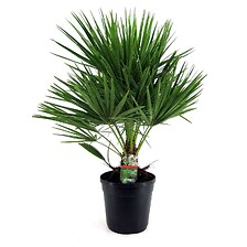 PLANT IN A BOX Chamaerops Humilis - Palmier nain européen - Pot 21cm - Haute ...