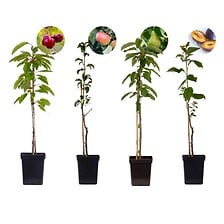 PLANT IN A BOX Arbres fruitiers - Mélange de 4 - Prunus Pyrus Malus - Pot 9c ...