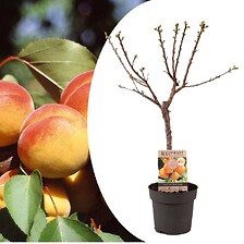 PLANT IN A BOX Prunus Armeniaca - Abricotier - Arbre fruitier - ⌀21cm - Haut ...