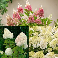 PLANT IN A BOX Hydrangea Paniculata - Mélange de 3 - Hortensia - Pot 9cm - H ...