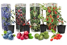 PLANT IN A BOX Smoothie - Mélange de 4 - Goji,Cranberry,Berry, Kiwi - Pot 9c ...