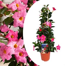 PLANT IN A BOX Mandeville Mandeville 'Rio Hot Pink' - Dipladenia - Pot 17cm  ...