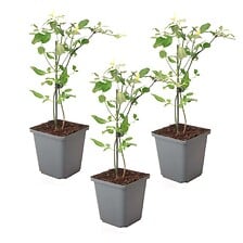 PLANT IN A BOX Jasmin 'Summer Scent' grimpante  - Lot de 3 - Rose - ⌀9 cm -  ...