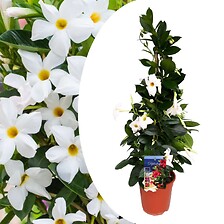 PLANT IN A BOX Mandeville Mandeville 'Rio White' - Dipladenia - Pot 17cm - H ...