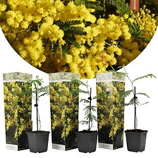 PLANT IN A BOX Acacia dealbata 'Mimosa' - Set de 3 - Pot 9cm - Hauteur 25-40 ...