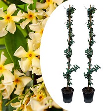 PLANT IN A BOX Jasminoides Star of Toscane - Set de 2 - Jasmin - Pot 17cm -  ...